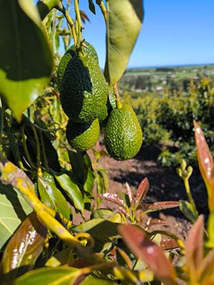 Imagen del campo de origen